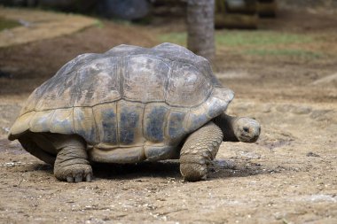 Dev kaplumbağalar, dipsochelys kızgözü Adası Mauritius, yakın