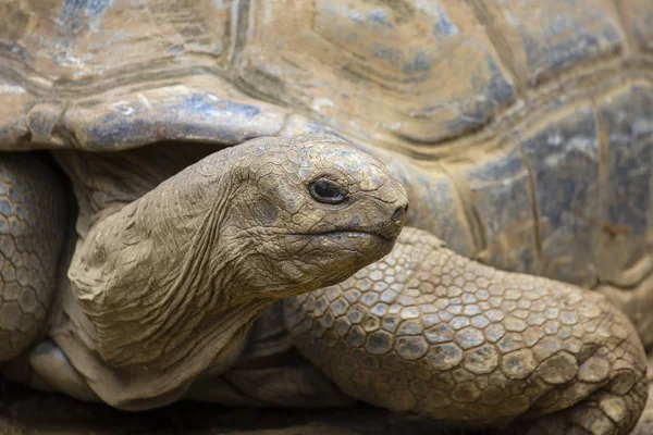 Giant turtles, dipsochelys gigantea in island Mauritius , Close up — Stock Photo, Image