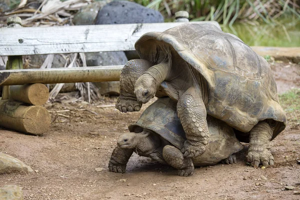 Duas tartarugas gigantes, dipsochelys gigantea a fazer amor na ilha Maurícia. Copulação é um esforço difícil para esses animais, como as conchas fazer montagem extremamente estranho — Fotografia de Stock