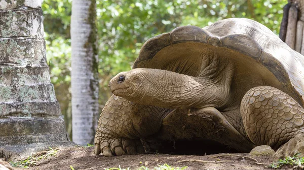 Obří želvy, dipsochelys slatiniště v Ostrov Mauritius, zblizka — Stock fotografie