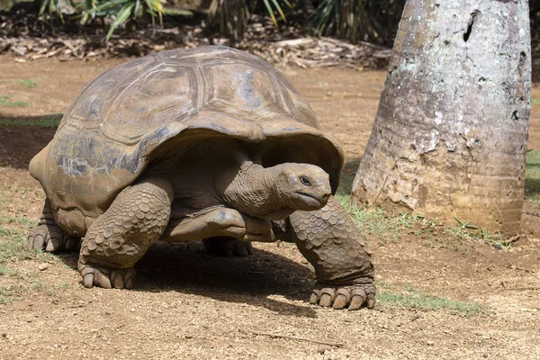 Riesenschildkröten, dipsochelys gigantea in island mauritius, aus nächster Nähe — Stockfoto