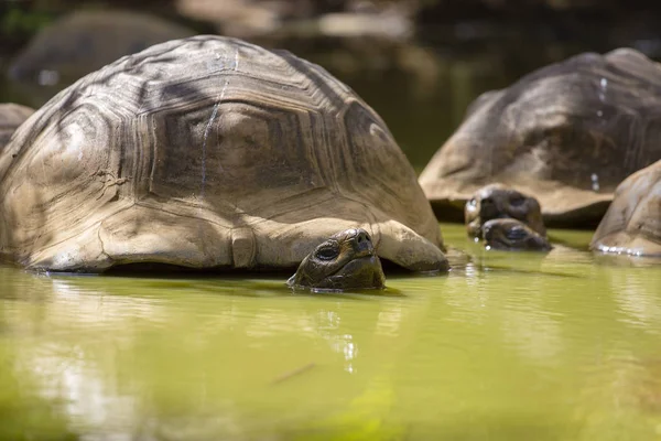 Dev kaplumbağalar, dipsochelys kızgözü Adası Mauritius, yakın