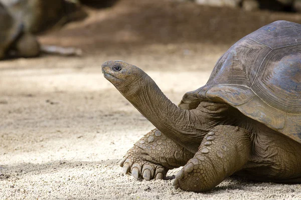 Гигантские черепахи, дипсохелис гигантский чай на острове Маврикий, крупным планом — стоковое фото