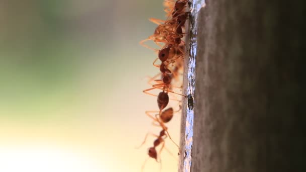 Groupe de fourmis sur un palmier sur l'île de Koh Phangan, Thaïlande. Gros plan, macro vidéo de fourmi 