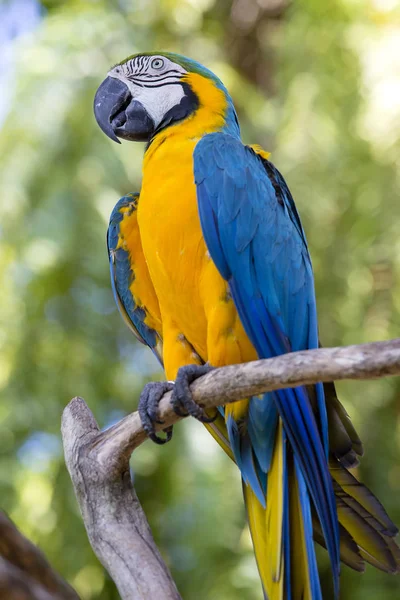 青と黄色コンゴウインコ オウム、Ara ararauna はブルーとゴールドのコンゴウインコとも呼ばれます。インドネシア ・ バリ島 — ストック写真