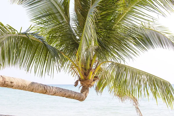 Тропическая пальма с зелеными листьями над морской водой на песчаном пляже. Таиланд — стоковое фото
