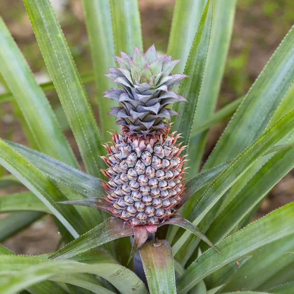 Fruta tropical de piña en la isla Koh Phangan, Tailandia. De cerca. —  Fotos de Stock