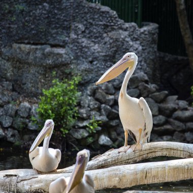 Beyaz Pelikan, Pelecanus onocrotalus, Doğu beyaz Pelikan, pembe pelikan veya beyaz Pelikan familyasından bir kuş Pelikan olarak da bilinir