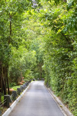 Asfalt yol tropikal ormanda, Tayland