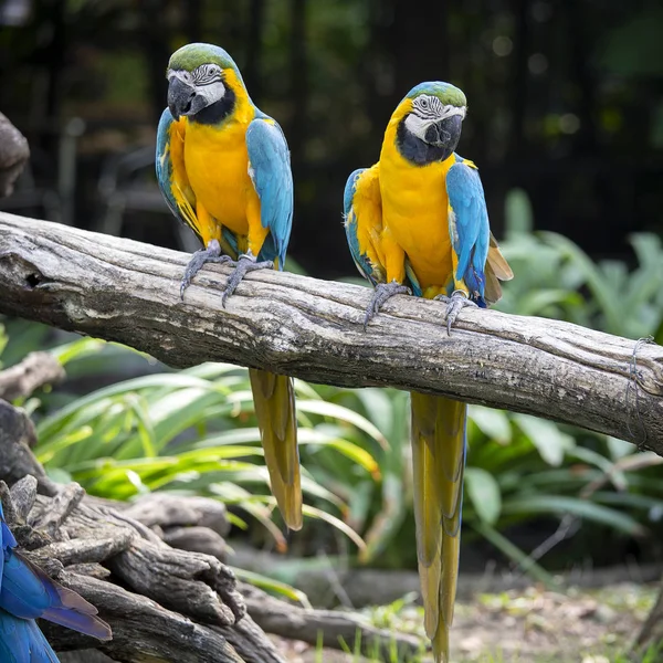 Blauwe en gele Ara papegaaien, Ara ararauna, ook bekend als de Blue en Gold ara in Bangkok, Thailand — Stockfoto
