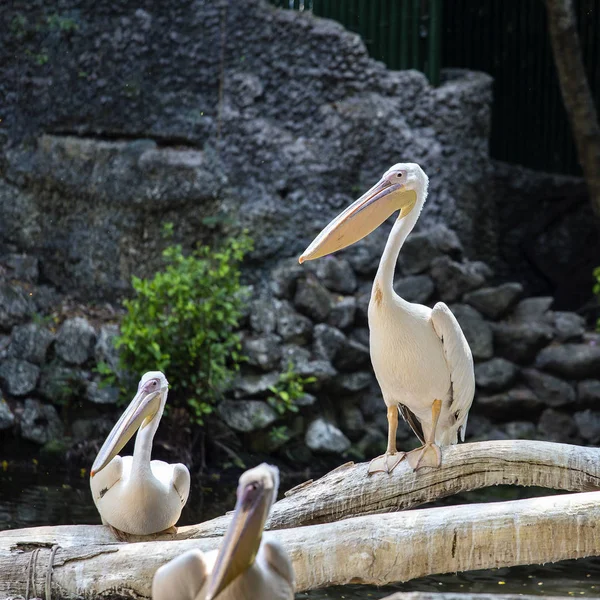 화이트 펠리 칸, Pelecanus onocrotalus, 일컬어 동부 쪽 백색 펠리컨, 장미빛 펠리 칸 또는 화이트 펠리 칸은 펠리 칸 가족에 새 — 스톡 사진