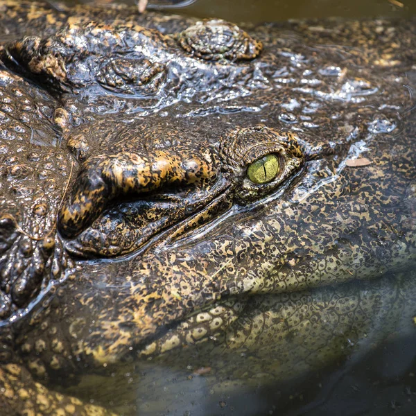 Портрет большие крокодильи глаза смотрят. Крокодил в воде. Таиланд. Закрыть — стоковое фото