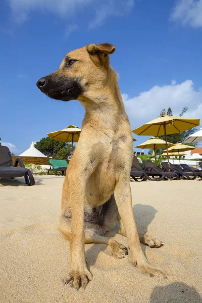 Porträtt av hund på stranden i Thailand — Stockfoto