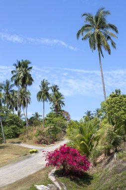 Asfalt yol tropikal Adası, Tayland