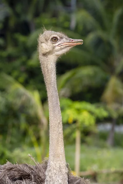 Beautiful portrait of big African ostrich in zoo , Thailand — Stock Photo, Image