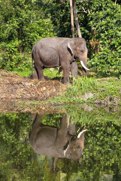 Elefante tailandês fica ao lado de um lago na selva, Tailândia — Fotografia de Stock