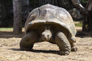Dev kaplumbağalar, dipsochelys kızgözü Adası Mauritius, yakın