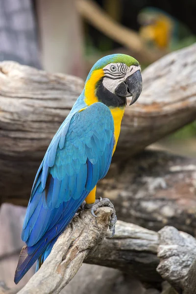 นกแก้วสีน้ําเงินและสีเหลือง, Ara ararauna, หรือที่รู้จักกันในชื่อ Blue and Gold Macaw ในกรุงเทพฯ, ประเทศไทย — ภาพถ่ายสต็อก