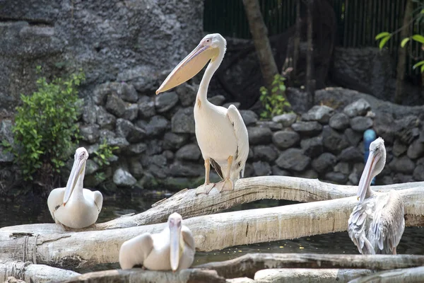 Pelicano Branco, Pelecanus onocrotalus, também conhecido como Pelicano Branco Oriental, Pelicano Rosado ou Pelicano Branco é um pássaro da família pelicano — Fotografia de Stock