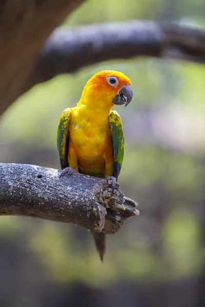 Sun Conure Parrot in nature — Stock Photo, Image