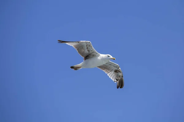 Portrait of a gull over the sea in front of Istanbul, Turkey — Stock Photo, Image