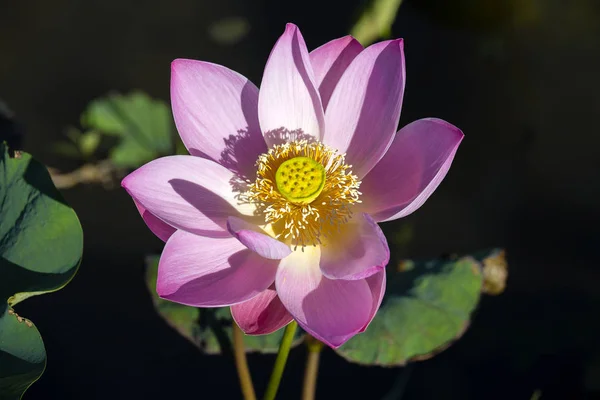 Pink water lily flower. Lotus flower in island Bali, Indonesia. — Stock Photo, Image