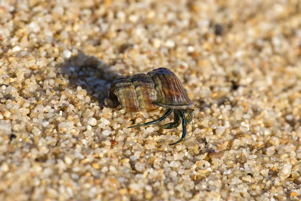寄居蟹在蜗牛的壳 — Φωτογραφία Αρχείου