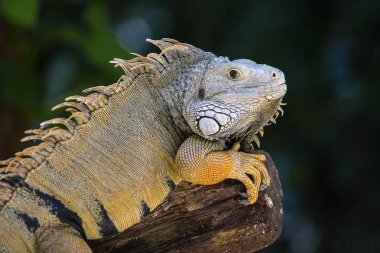 İguana doğada başkanı
