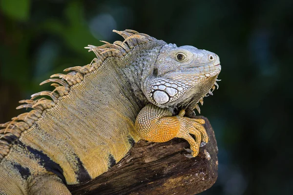 Chef för iguana i naturen — Stockfoto