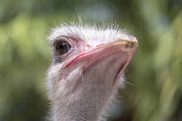 Beautiful portrait of big African ostrich in zoo , Thailand — Stock Photo, Image