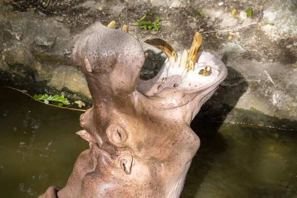 Εσωτερικη hippopotamus, ή hippo, ως επί το πλείστον φυτοφάγο θηλαστικό σε νερό με ανοιχτό το στόμα και αναμονής για τα τρόφιμα από τους τουρίστες — Φωτογραφία Αρχείου