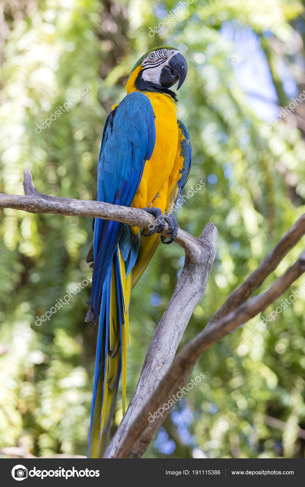sprogfærdighed en kop hit Blue and Yellow Macaw Parrot , Ara ararauna , also known as the Blue and  Gold Macaw. Bali, Indonesia Stock Photo by ©OlegDoroshenko 191115386