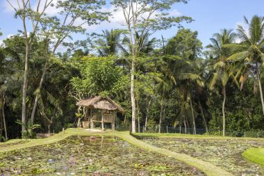Lotus çiçekleri Ubud, Bali, Endonezya yakınındaki rekreasyon alanında gölet