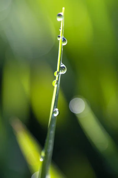 Groene rijst het gevolg van achtergrond met waterdruppels, gras stengels met waterdruppels, kruiden achtergrond in Bali, Indonesië. Close-up, macro — Stockfoto