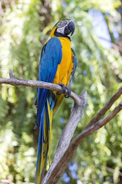 Blue and Yellow Macaw Parrot , Ara ararauna , also known as the Blue and Gold Macaw. Bali, Indonesia — Stock Photo, Image