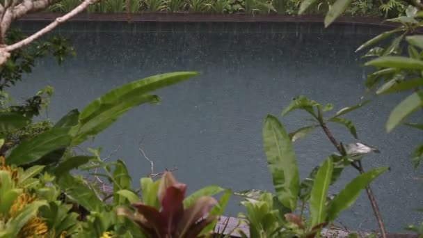 Tropischen Sommerregen Fallen Große Regentropfen Fallen Auf Swimmingpool Mit Tropischen — Stockvideo