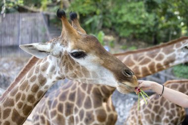 Bir zürafa hayvanat bahçesinde, yakın çekim için el gıda sunuyor.