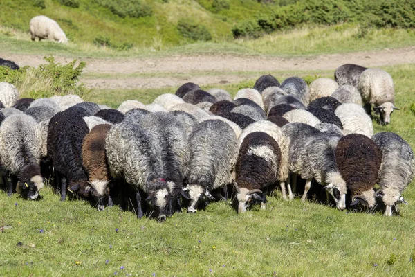 Manada de ovelhas nas montanhas dos Cárpatos no verão. Dragobrat, Ucrânia — Fotografia de Stock