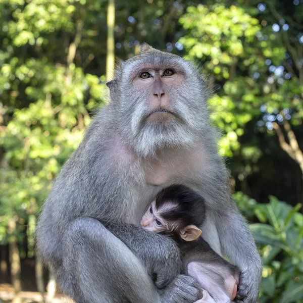 Portret van baby aap en moeder bij sacred monkey forest in Ubud, Bali, Indonesië. Close-up — Stockfoto