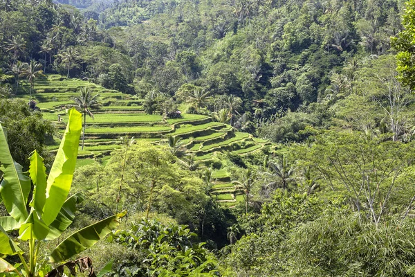 Gyönyörű zöld rizs teraszok-sziget, Bali, Indonézia — Stock Fotó