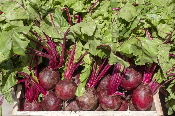 Organic, fresh, young raw red beets roots for sale at a local farmers market in Bali, Indonesia. Close up — Stock Photo, Image