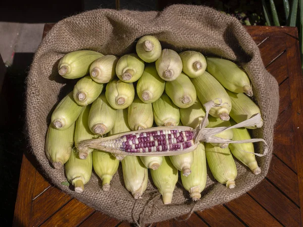 Organic, fresh, sweet corn for sale at a local farmers market in Bali, Indonesia — Stock Photo, Image