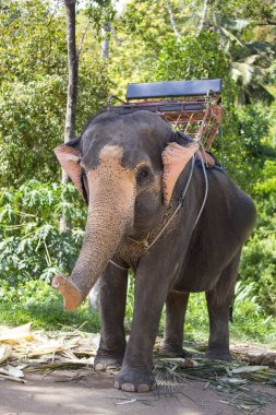 Fil turist için fil kampında adası Koh Samui, Tayland tarihinde binmek.