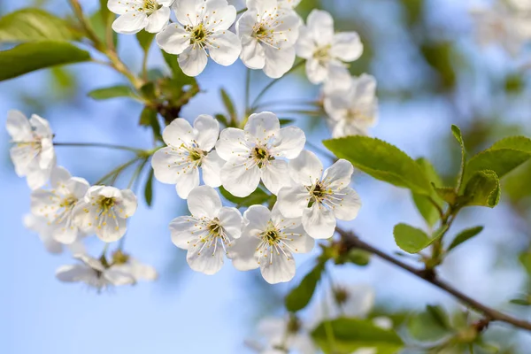 White flowers of the cherry blossoms on a spring day over blue sky background. Flowering fruit tree in Ukraine — Stock Photo, Image
