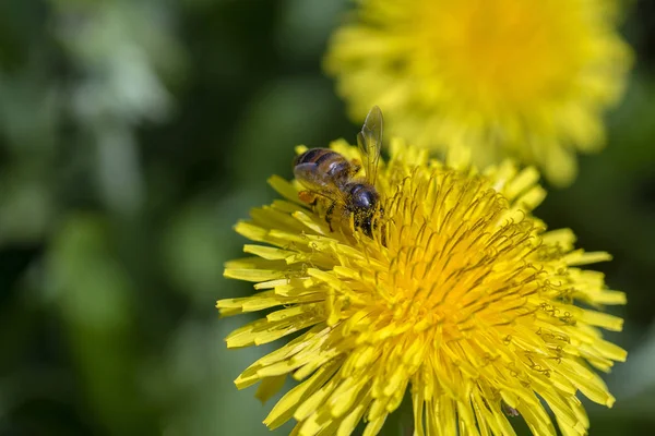 Bee feeding on dandelion flower. Wild yellow flower and honey-bee in nature, close up — Stock Photo, Image