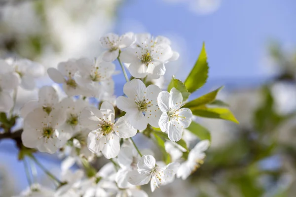 Flores blancas de los cerezos florecen en un día de primavera sobre el fondo azul del cielo. Árbol frutal con flores en Ucrania — Foto de Stock