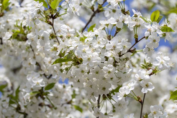 Flores blancas de los cerezos florecen en un día de primavera sobre el fondo azul del cielo. Árbol frutal con flores en Ucrania —  Fotos de Stock
