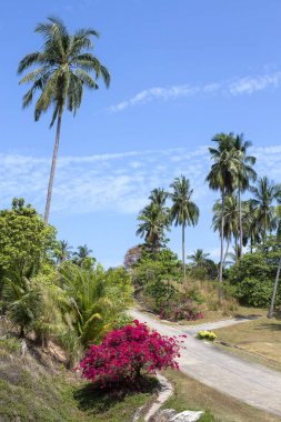 Asfalt yol tropikal Adası, Tayland