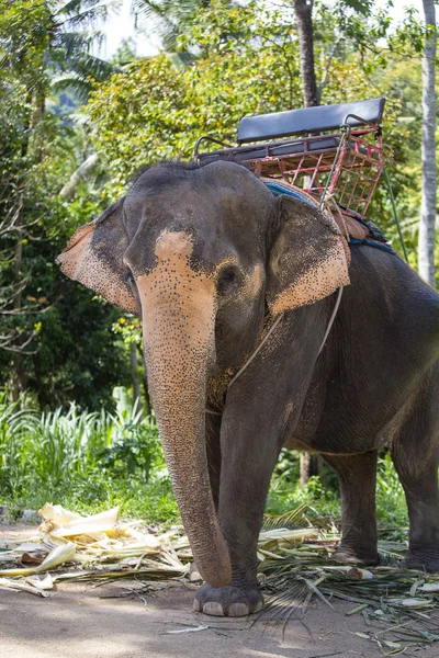 Elefante para passeio turístico no acampamento de elefantes na ilha Koh Phangan, Tailândia — Fotografia de Stock