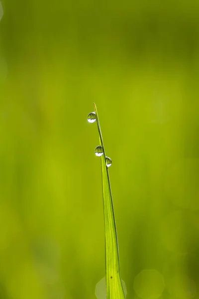 Groene rijst het gevolg van achtergrond met waterdruppels, gras stengels met waterdruppels, kruiden achtergrond in Bali, Indonesië. Close-up, macro — Stockfoto